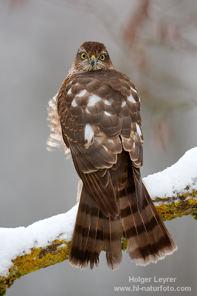 Accipiter_nisus_0102.jpg