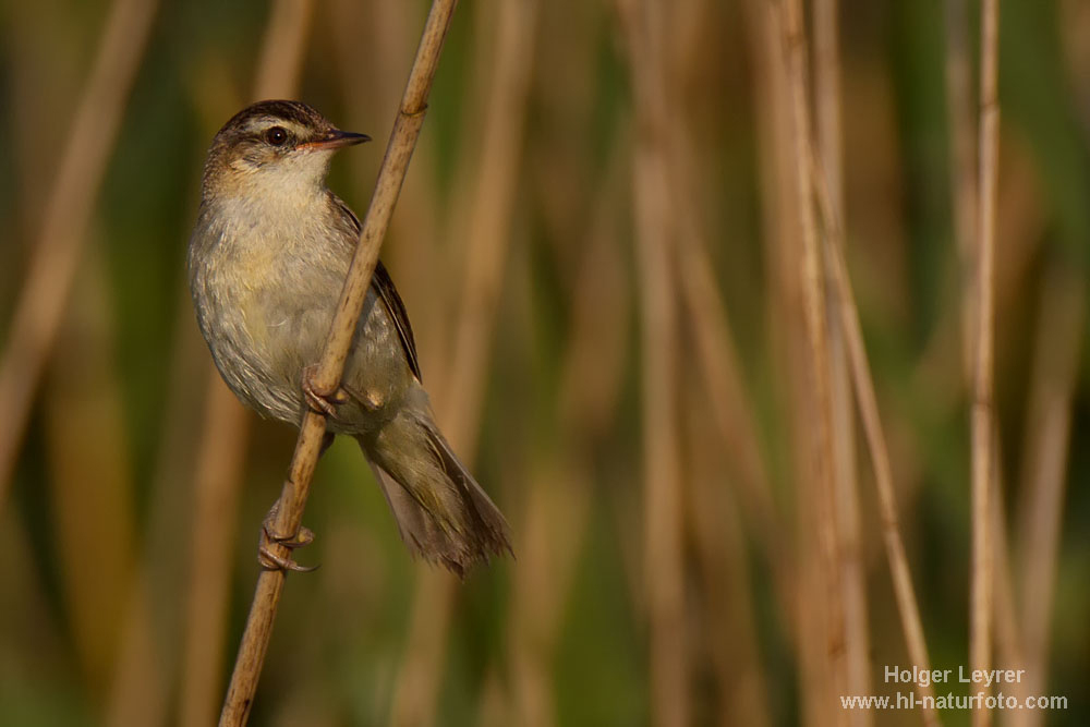 Acrocephalus_schoenobaenus_0092.jpg