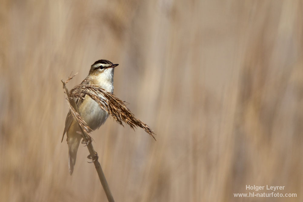 Acrocephalus_schoenobaenus_0093.jpg