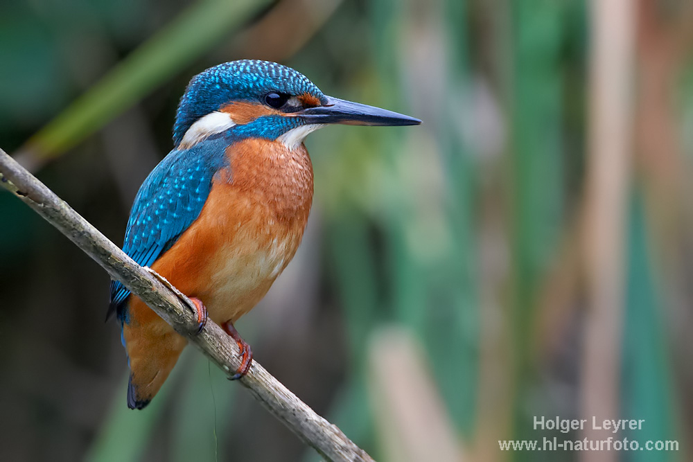 Alcedo_atthis_0276.jpg