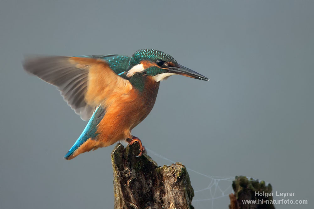 Alcedo_atthis_0703.jpg