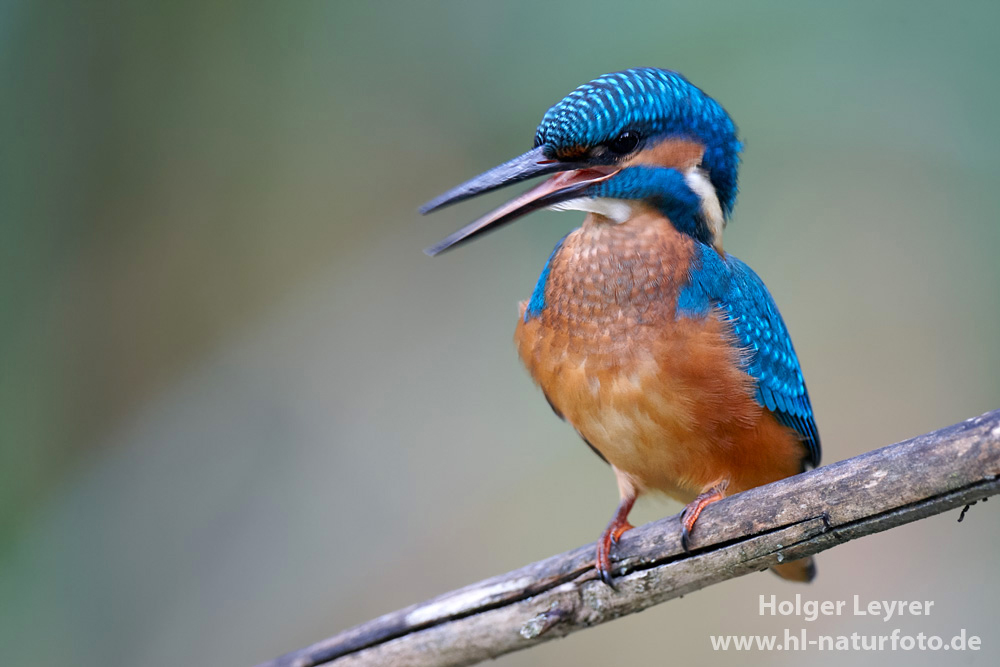 Alcedo_atthis_0765.jpg