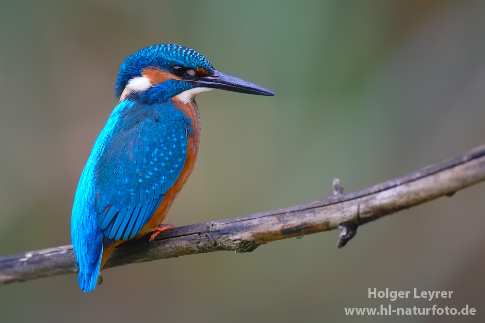 Alcedo_atthis_0773.jpg