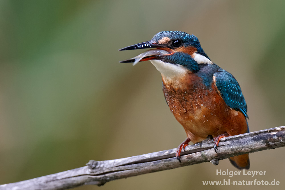 Alcedo_atthis_0790.jpg