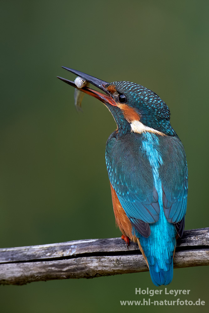 Alcedo_atthis_0907.jpg