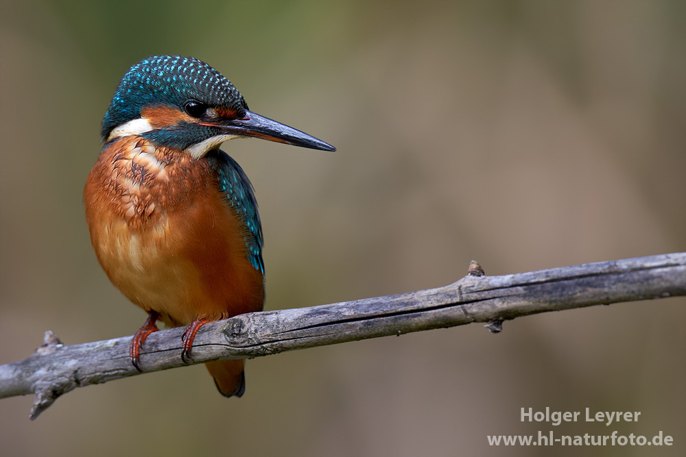 Alcedo_atthis_0917.jpg