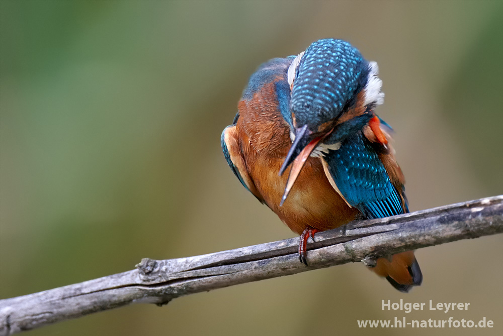 Alcedo_atthis_A001.jpg