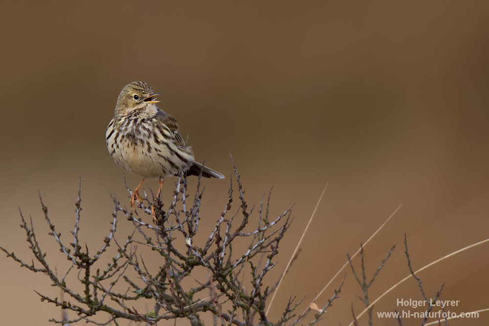 Anthus_pratensis_0004.jpg