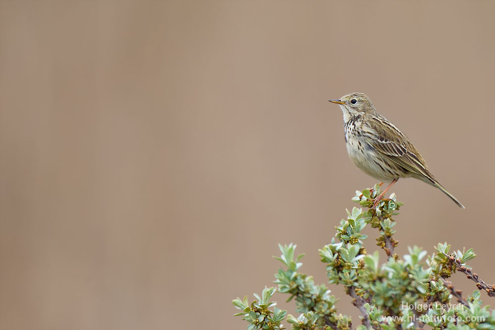 Anthus_pratensis_0006.jpg