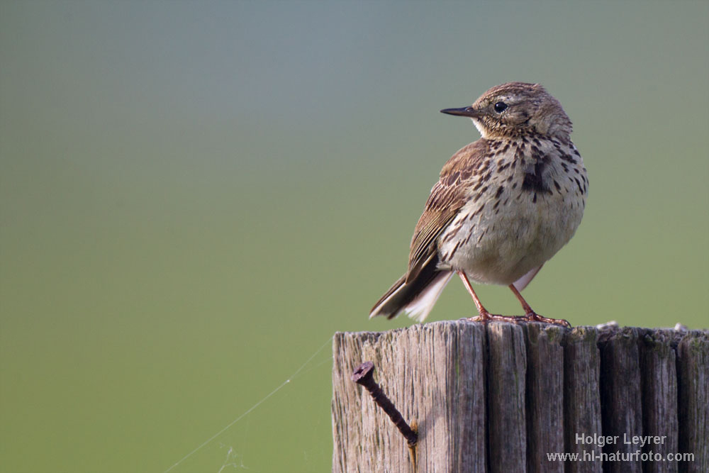 Anthus_pratensis_0007.jpg