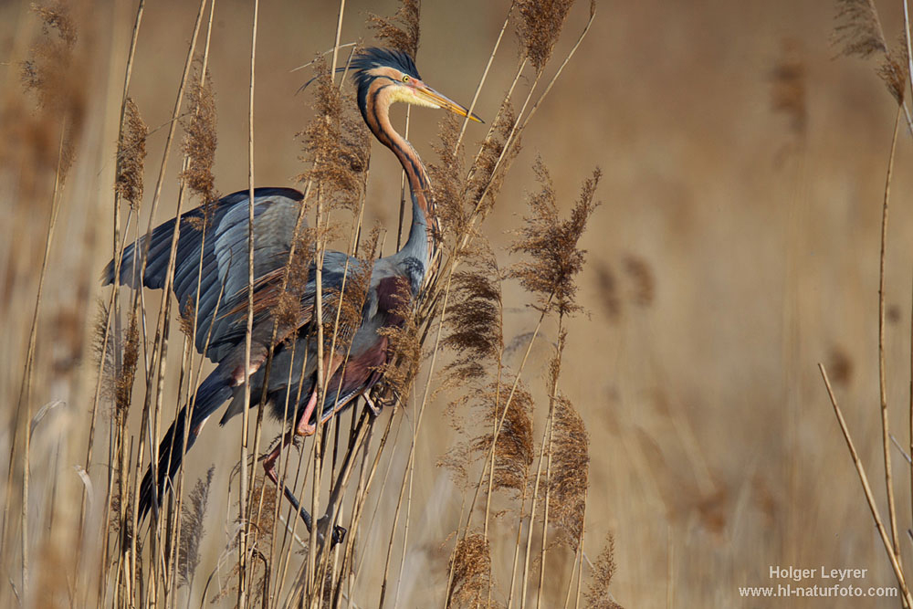 Ardea_purpurea_2266.jpg