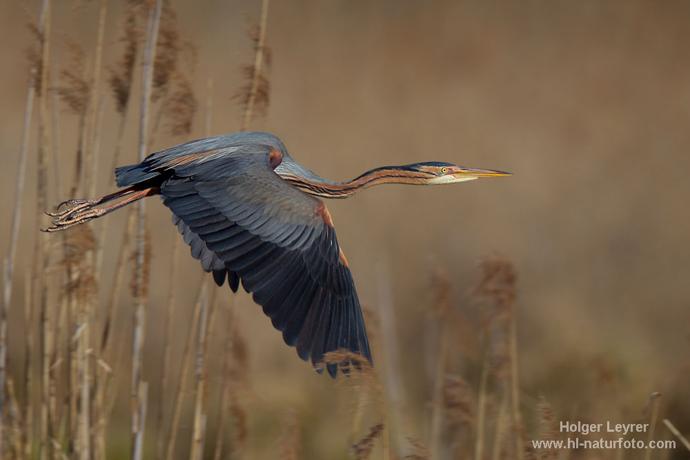 Ardea_purpurea_2271.jpg