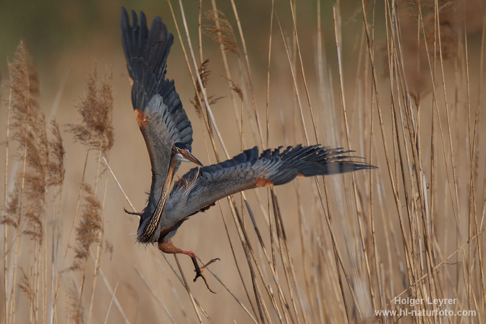 Ardea_purpurea_2505.jpg