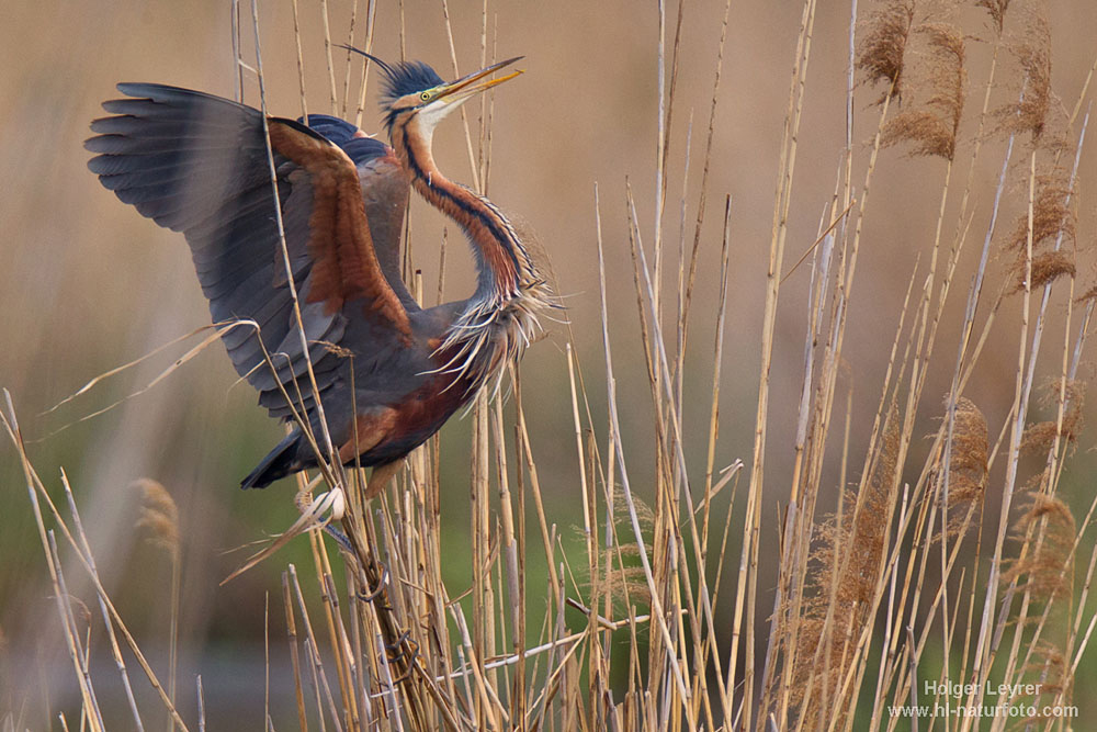 Ardea_purpurea_3018.jpg