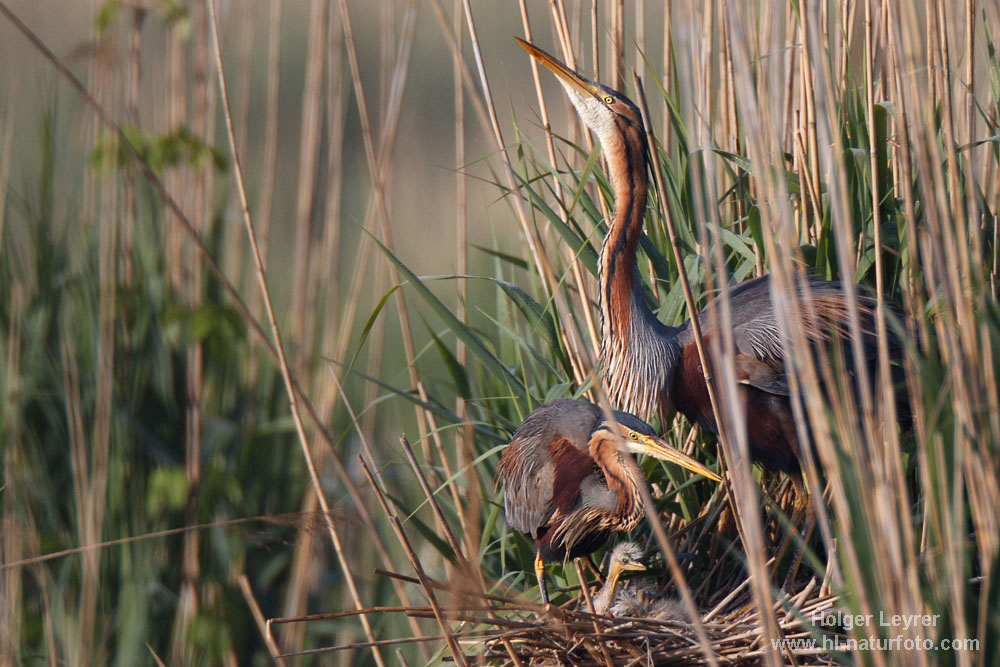 Ardea_purpurea_3210.jpg