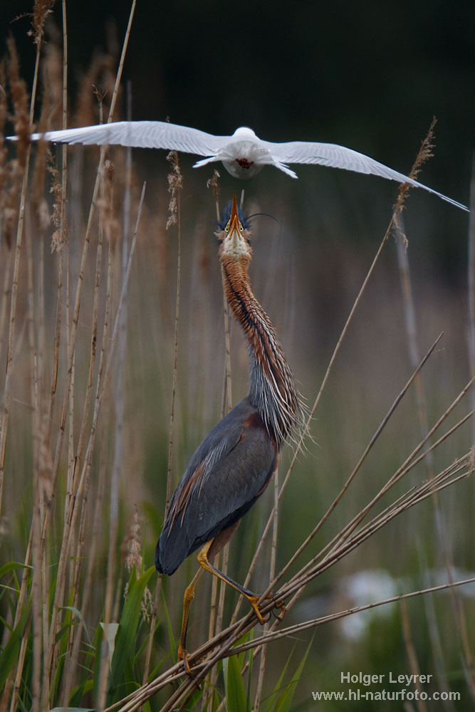 Ardea_purpurea_3297.jpg