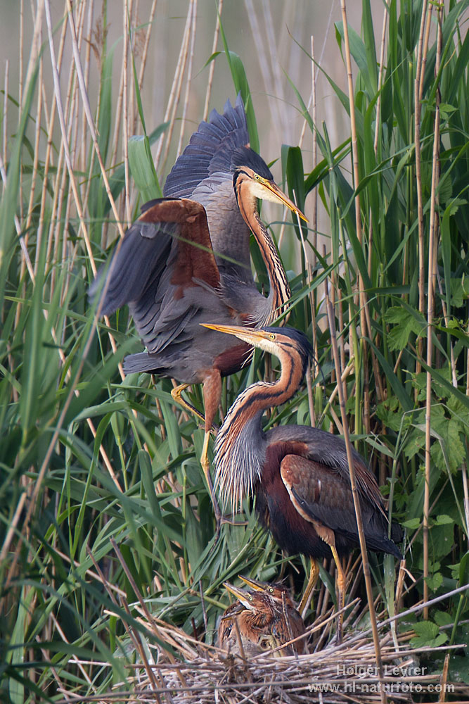 Ardea_purpurea_4548.jpg