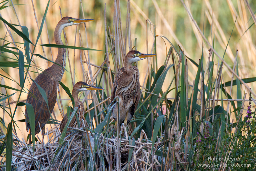 Ardea_purpurea_5239.jpg