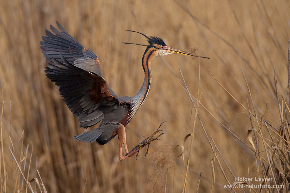 Ardea_purpurea_5456.jpg