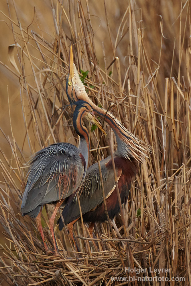 Ardea_purpurea_5485.jpg