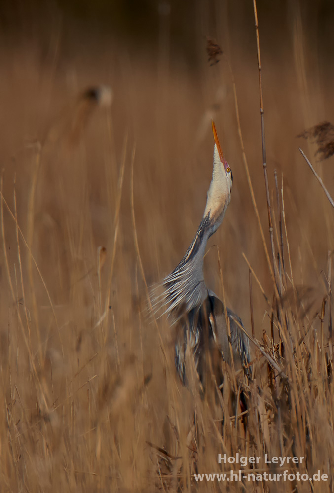 Ardea_purpurea_5511.jpg