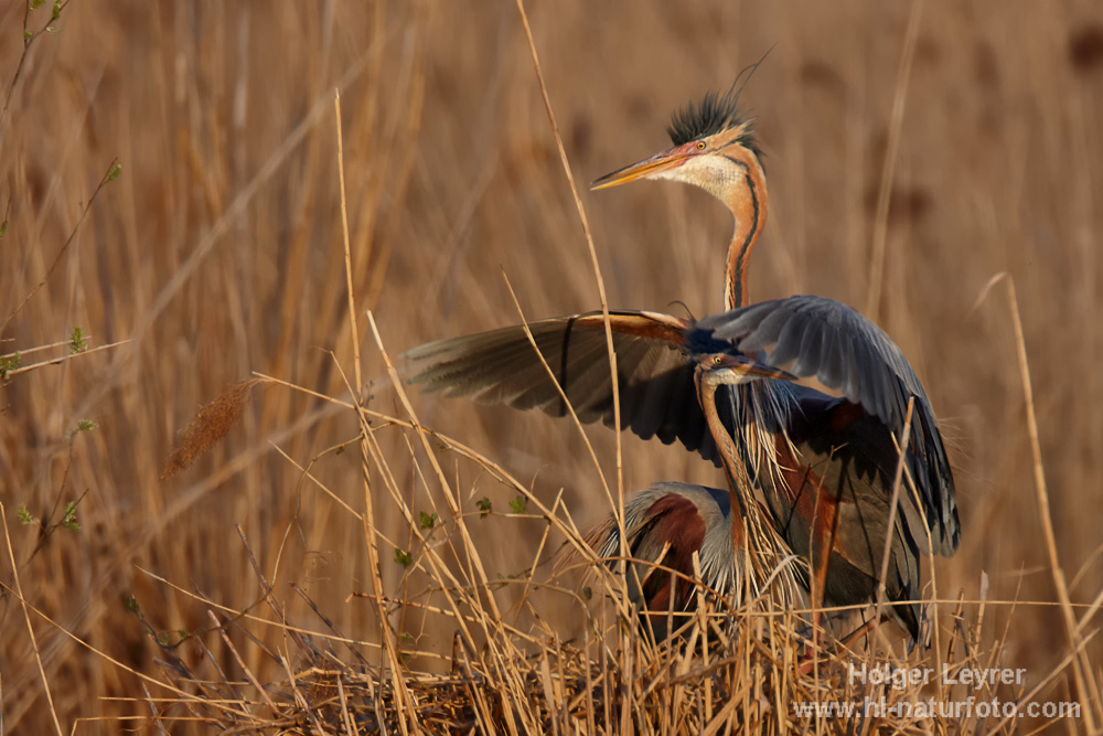 Ardea_purpurea_5687.jpg