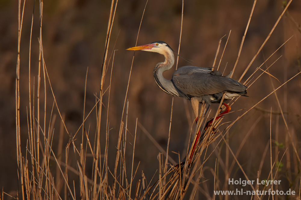 Ardea_purpurea_6118.jpg