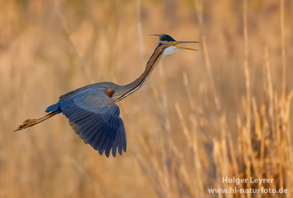 Ardea_purpurea_6126.jpg