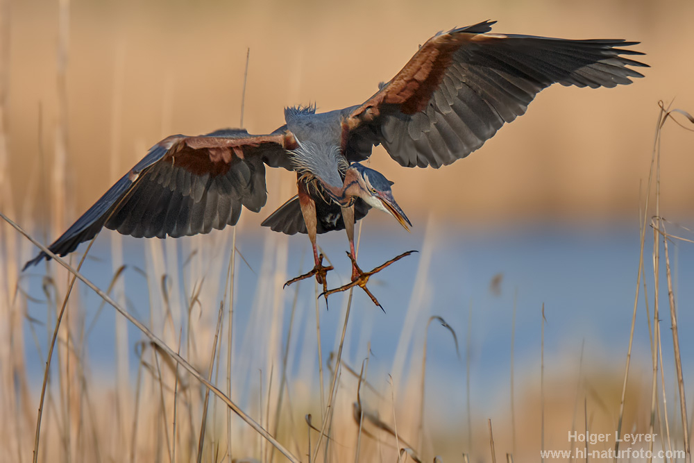 Ardea_purpurea_6172.jpg