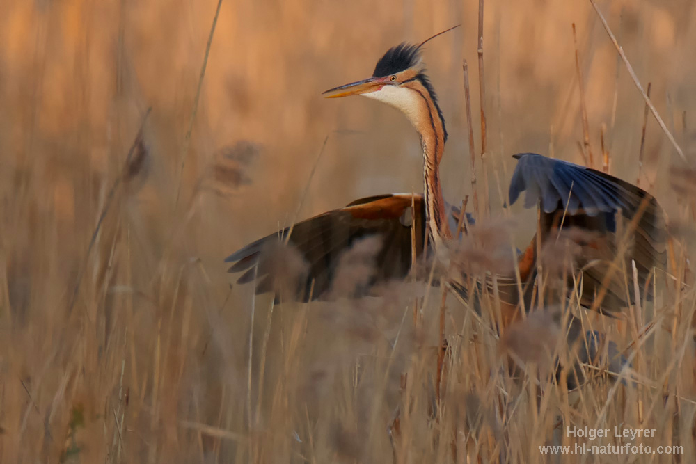 Ardea_purpurea_6199.jpg