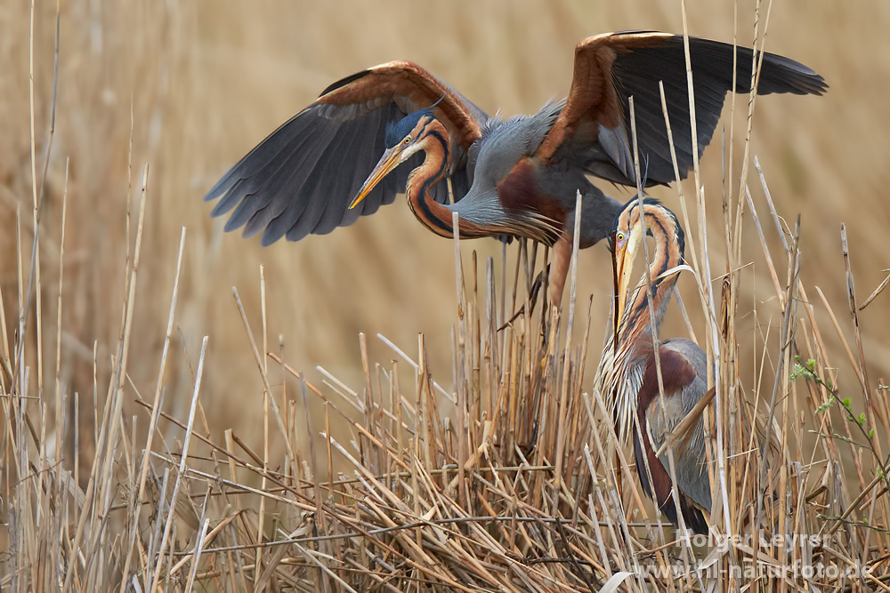 Ardea_purpurea_6462.jpg