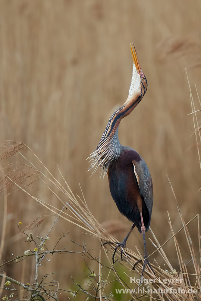 Ardea_purpurea_6494.jpg