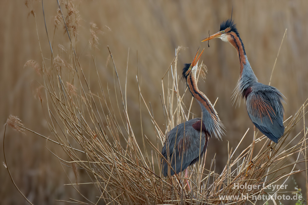 Ardea_purpurea_6513.jpg