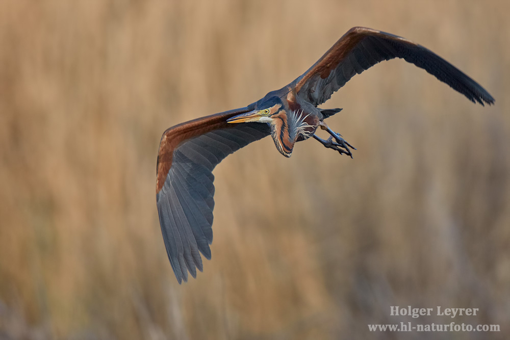 Ardea_purpurea_6625.jpg