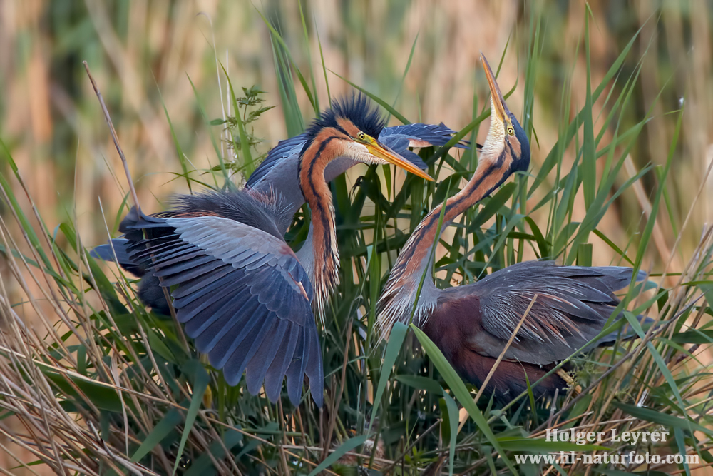 Ardea_purpurea_6713.jpg