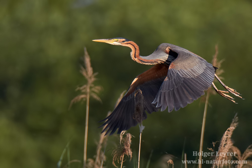 Ardea_purpurea_6731.jpg