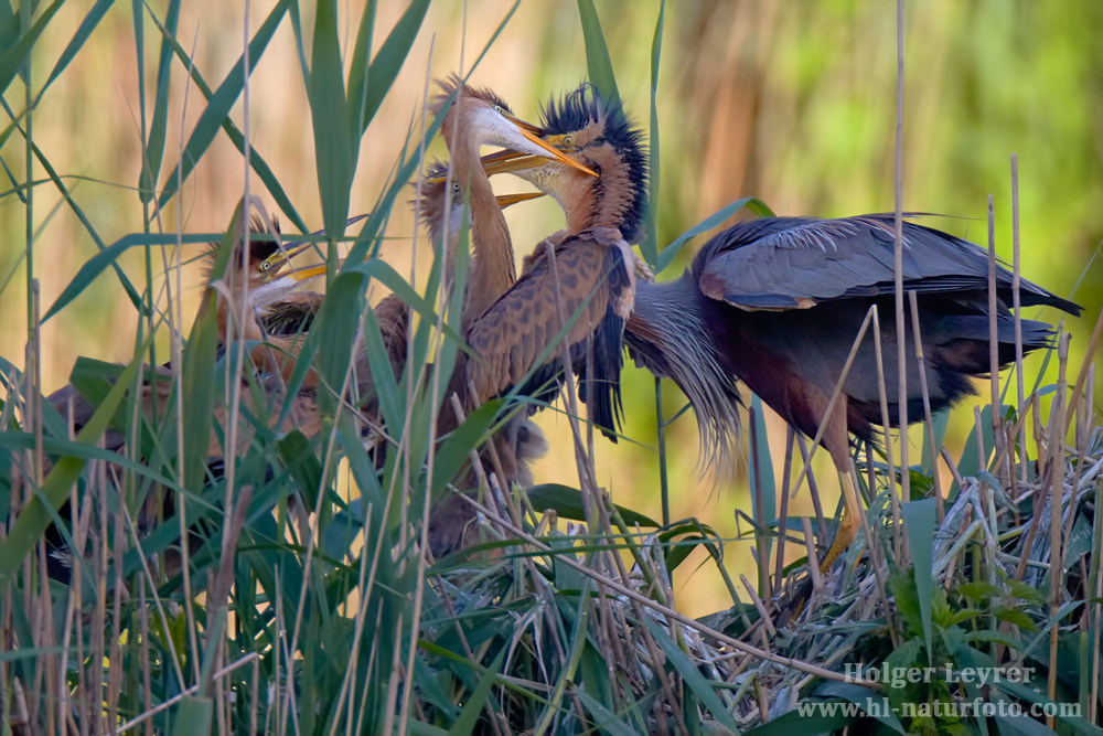 Ardea_purpurea_6762.jpg