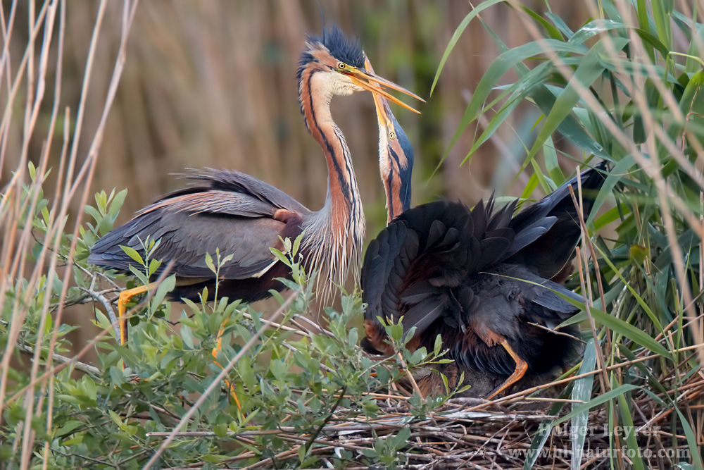 Ardea_purpurea_6850.jpg