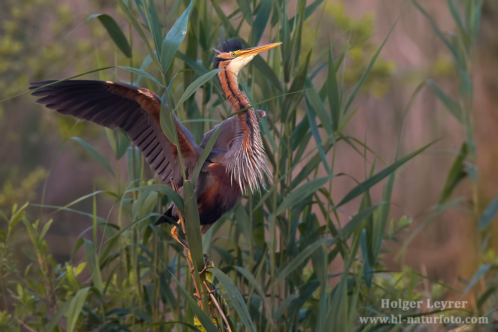 Ardea_purpurea_6862.jpg