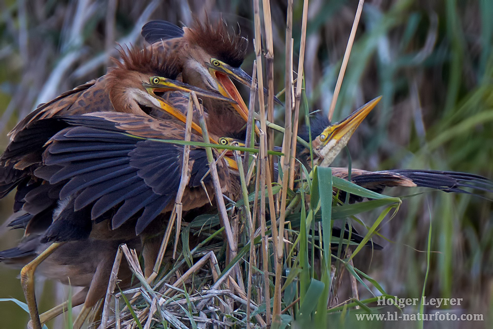 Ardea_purpurea_7238.jpg