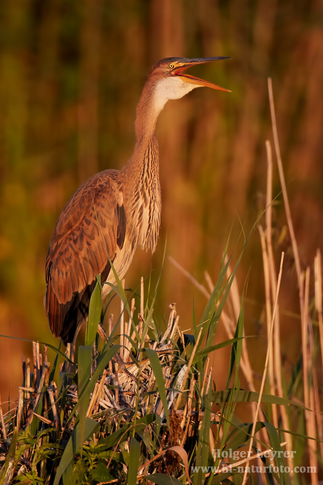 Ardea_purpurea_7384.jpg