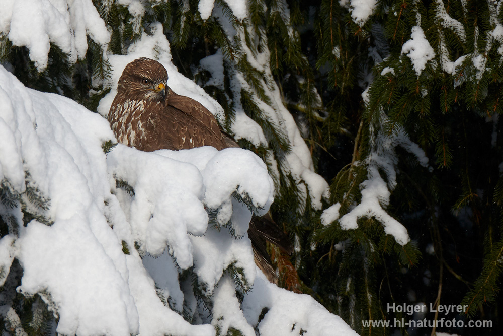 Buteo_buteo_0033.jpg