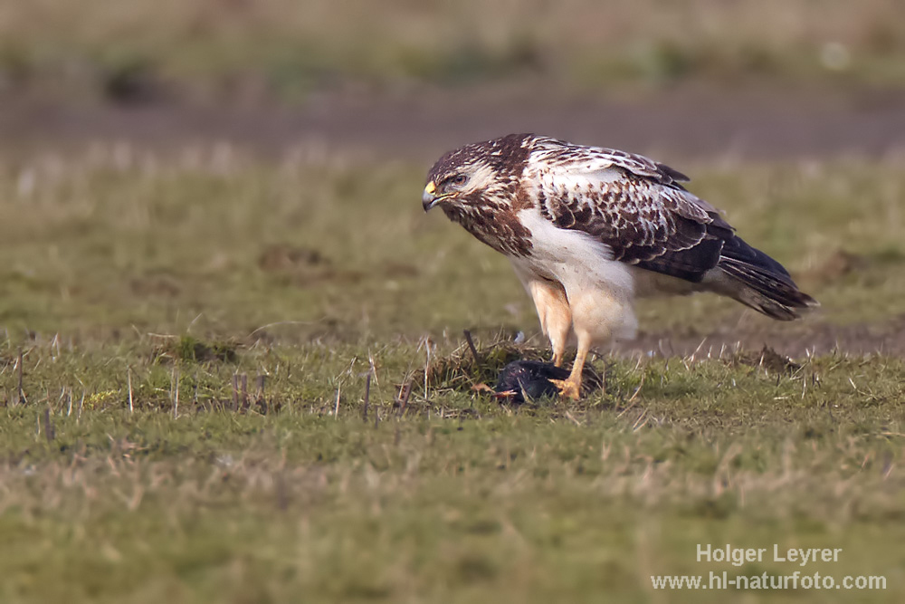 Buteo_buteo_0039.jpg