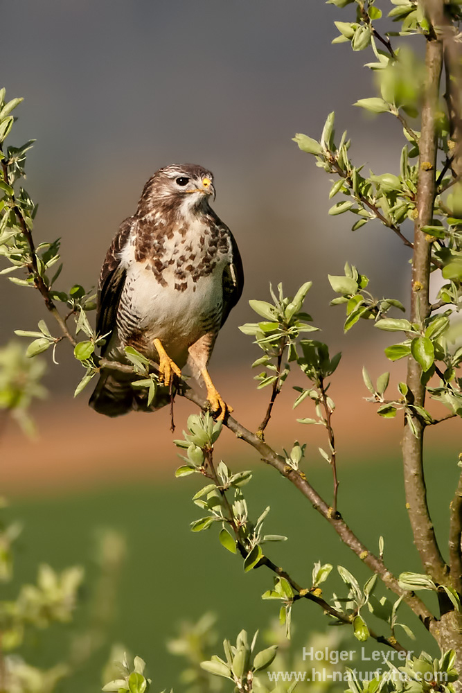 Buteo_buteo_0040.jpg