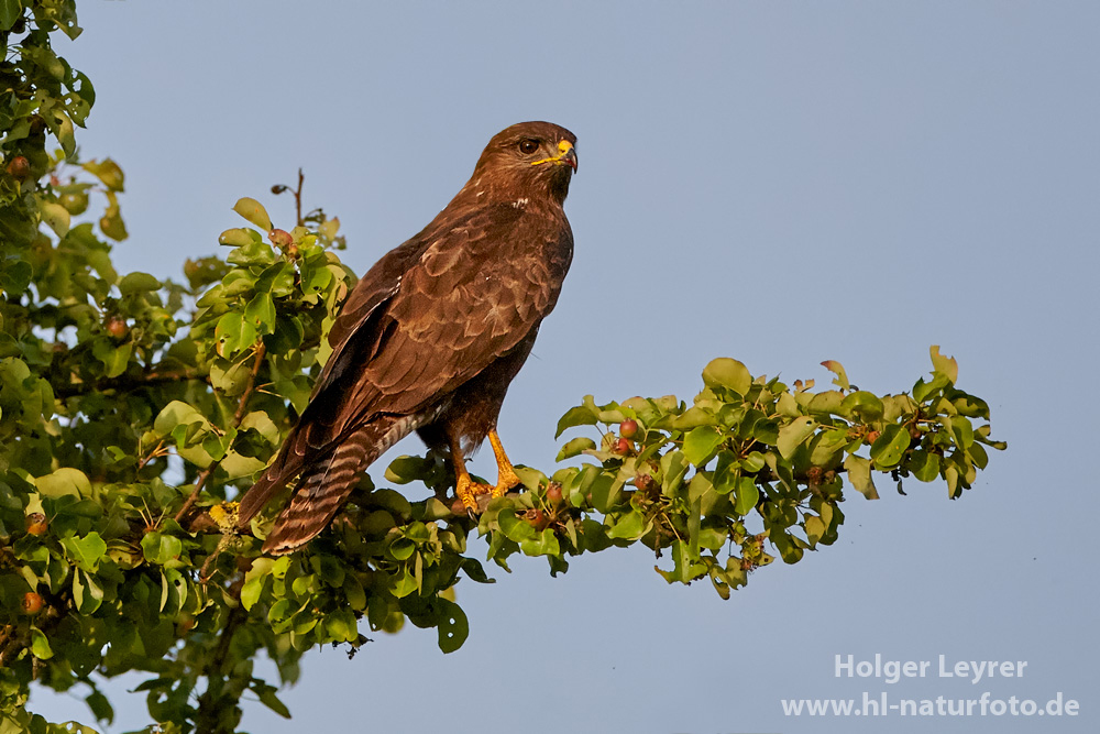 Buteo_buteo_0042.jpg