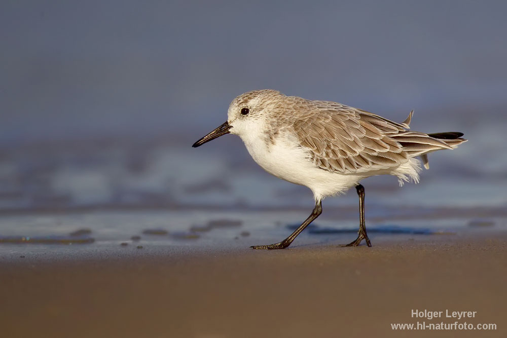 Calidris_alba_0043.jpg