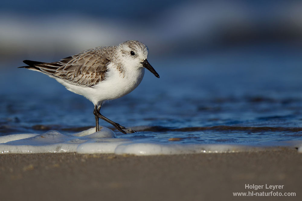 Calidris_alba_0207.jpg