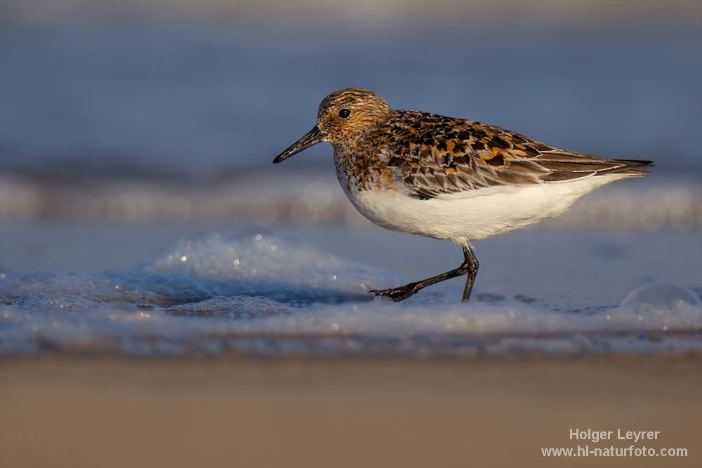 Calidris_alba_0349.jpg