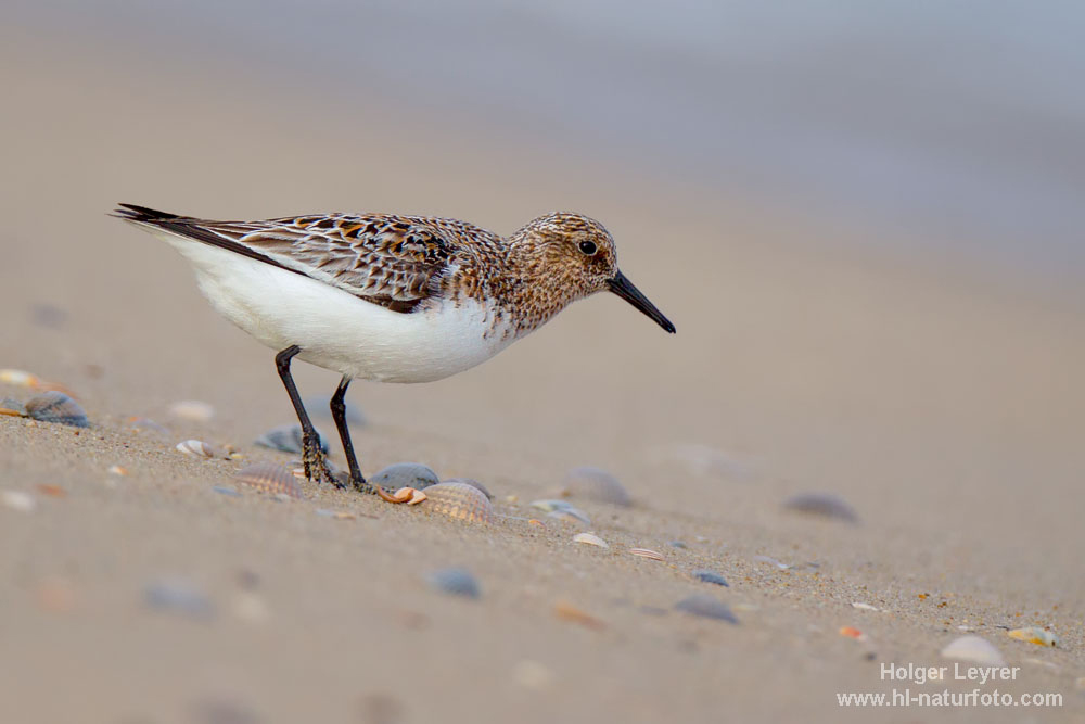 Calidris_alba_0376.jpg