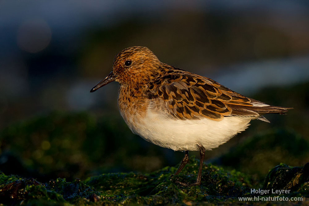 Calidris_alba_0377.jpg